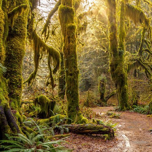 Hoh Rain Forest