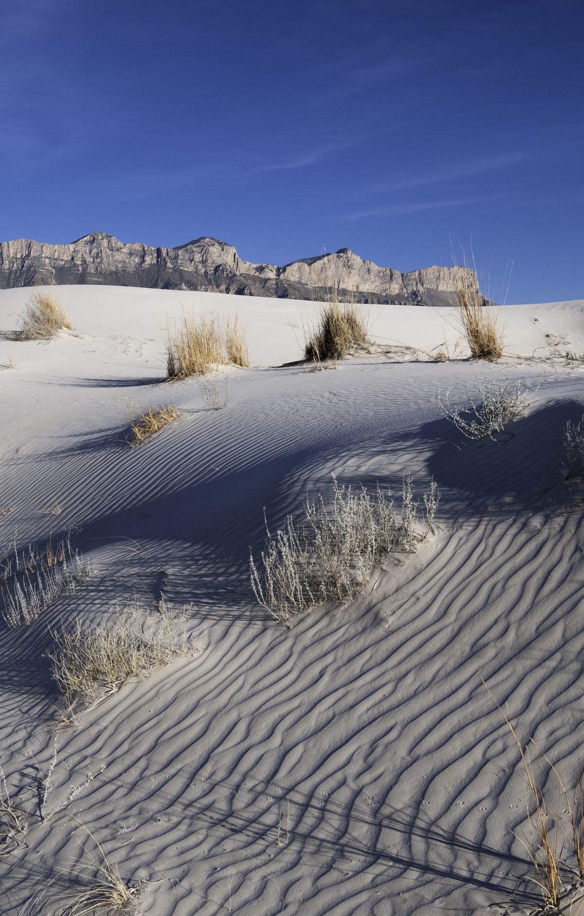 Salt Basin Dunes: White Gypsum in the Desert, Guadalupe Mountains National Park