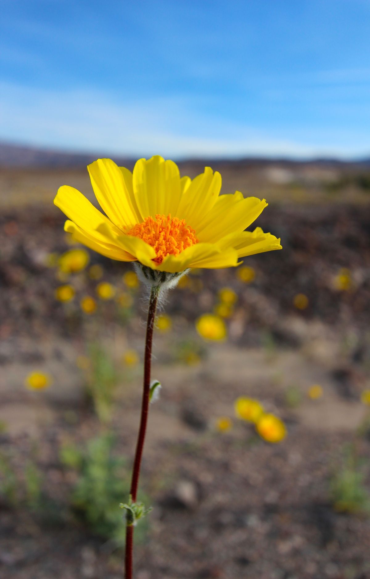 Death Valley - Gallery thumbnail 7