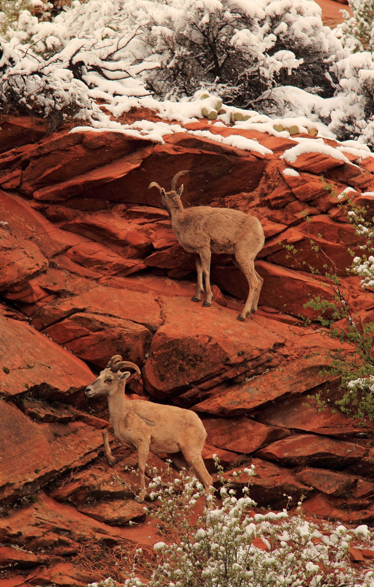 Bryce Canyon - Gallery thumbnail 4