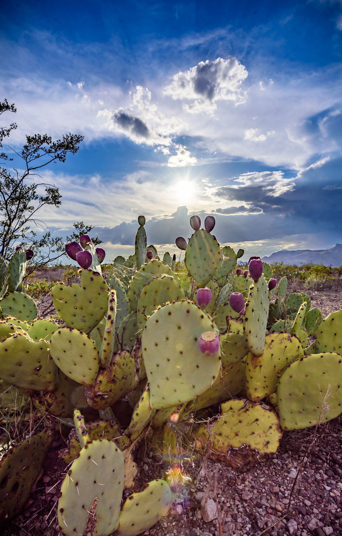 Chihuahuan Desert Life and Birding Refuge, Big Bend National Park