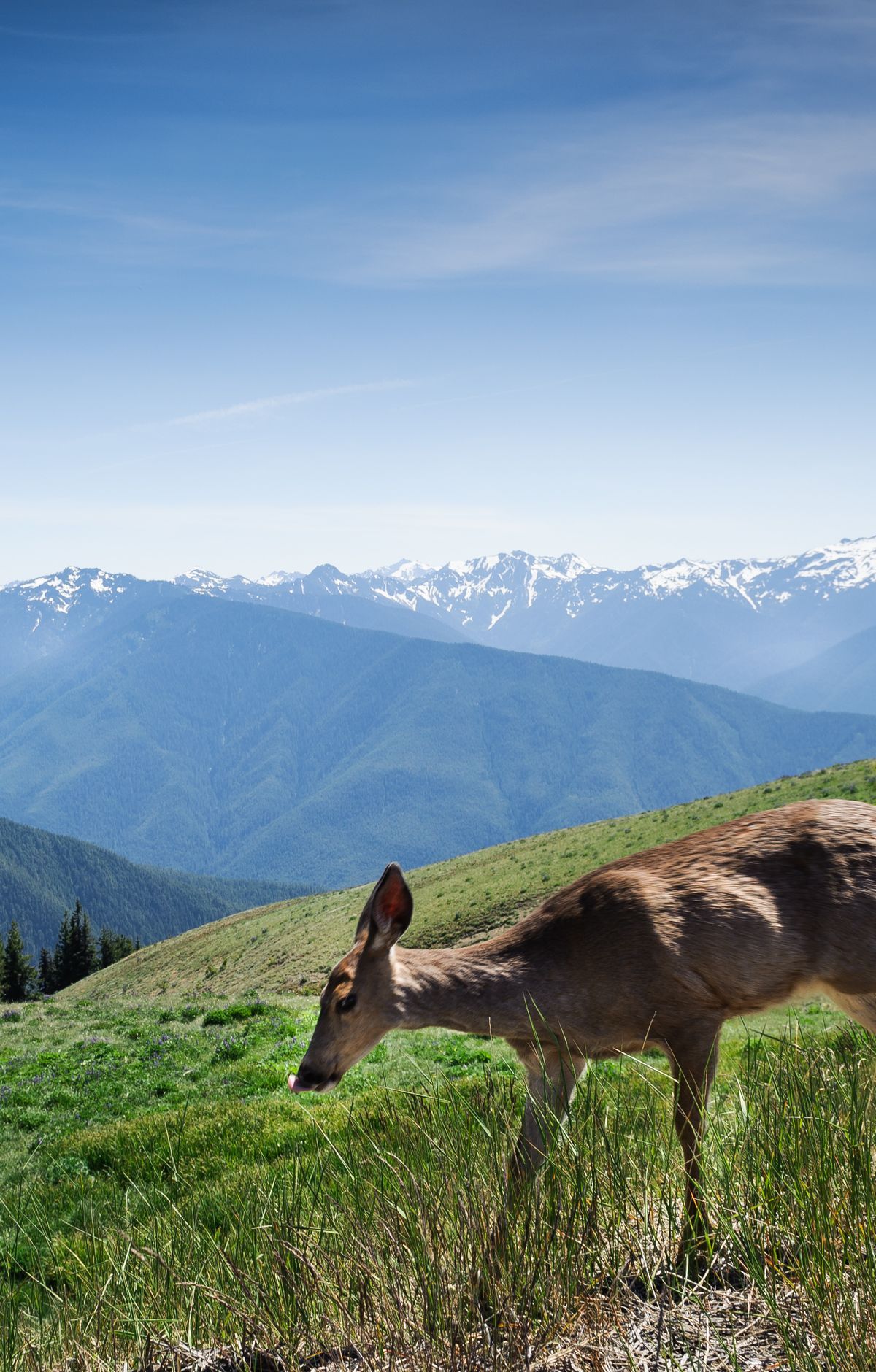 Driving the Peninsula Loop Between Park Regions, Olympic National Park