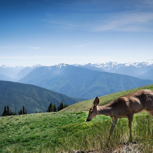 Hurricane Ridge