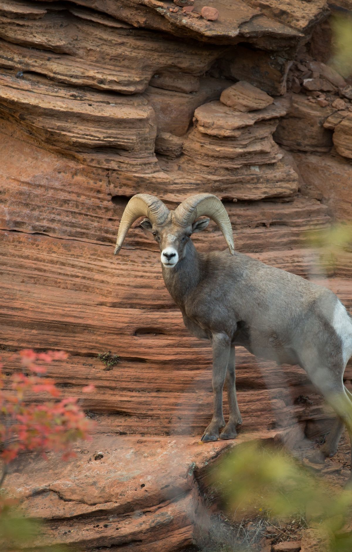 Zion - Gallery thumbnail 3