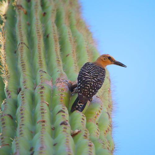 Tucson Mountain District
