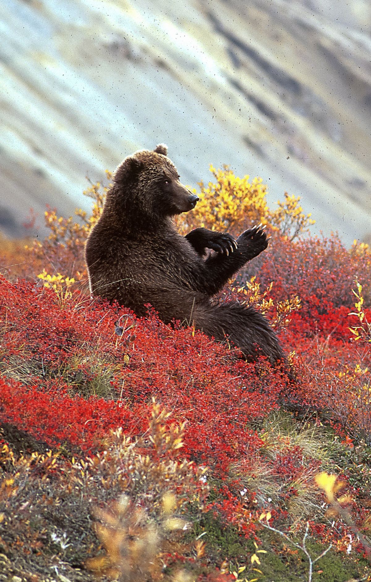 Spotting Denali's Big Five, Denali National Park & Preserve