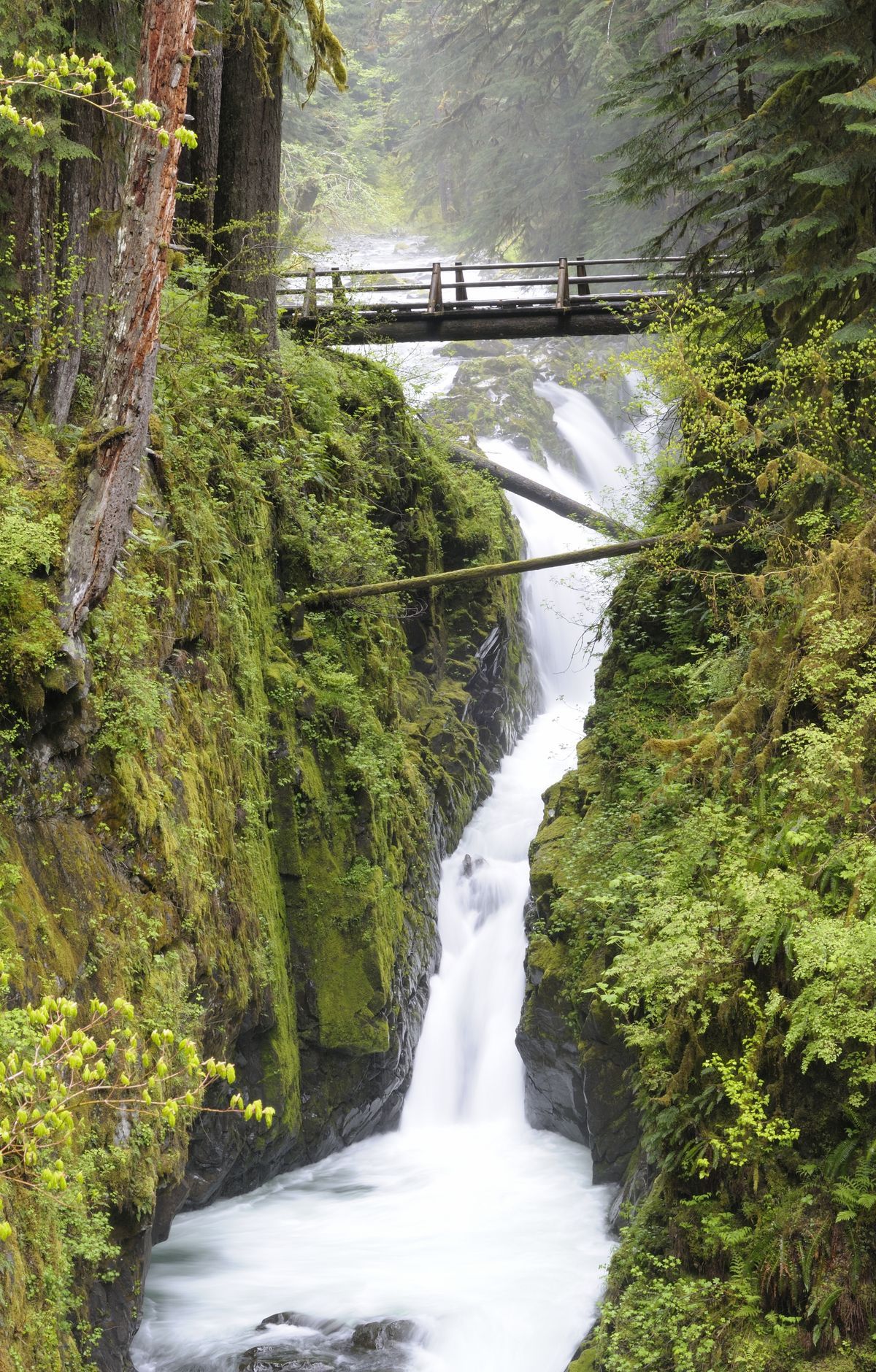 Olympic National Park portrait view