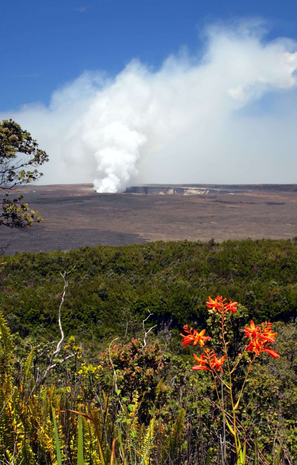 Nēnē Recovery and the Park's Native Ecosystems, Hawaiʻi Volcanoes National Park