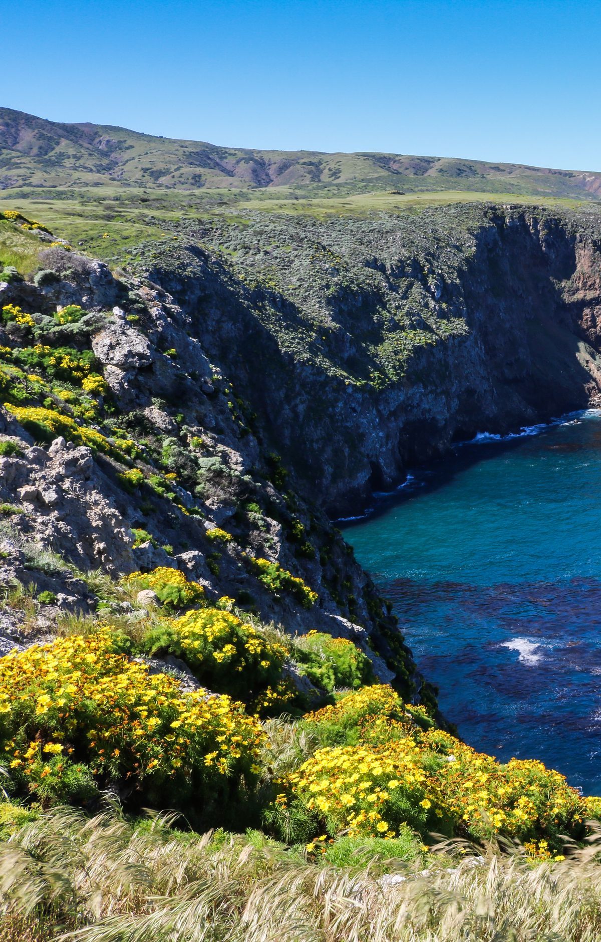 Coreopsis Blooms and Island-to-Island Weather, Channel Islands National Park