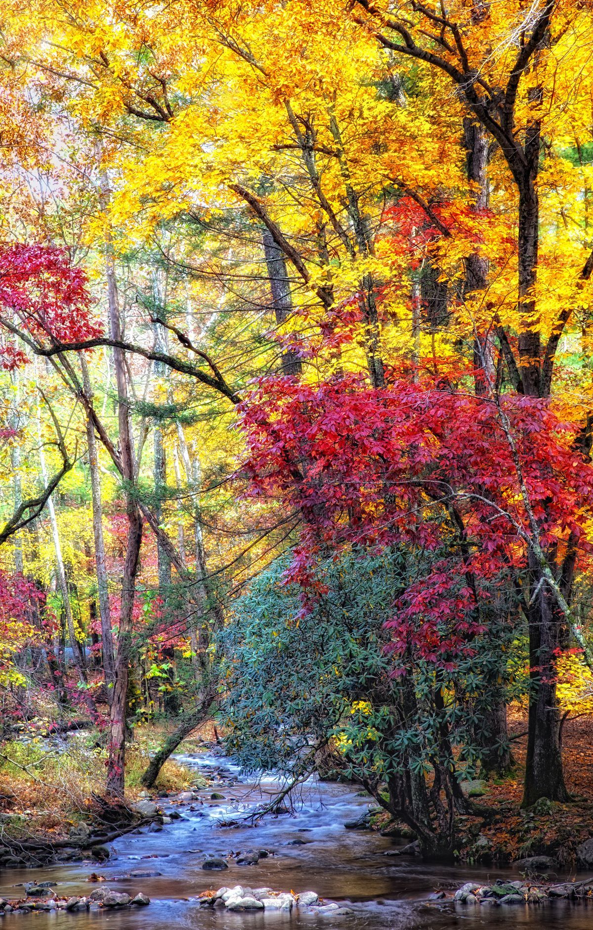 When to Go: 1,500 Wildflowers and Beyond, Great Smoky Mountains National Park