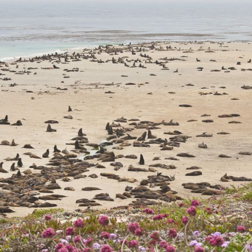 San Miguel Island