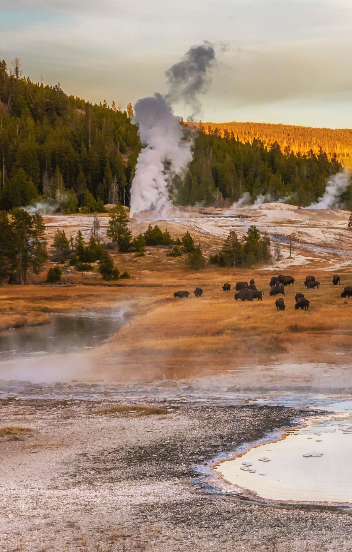 Driving the Grand Loop Road's Figure-Eight, Yellowstone National Park