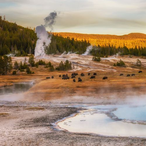 Yellowstone