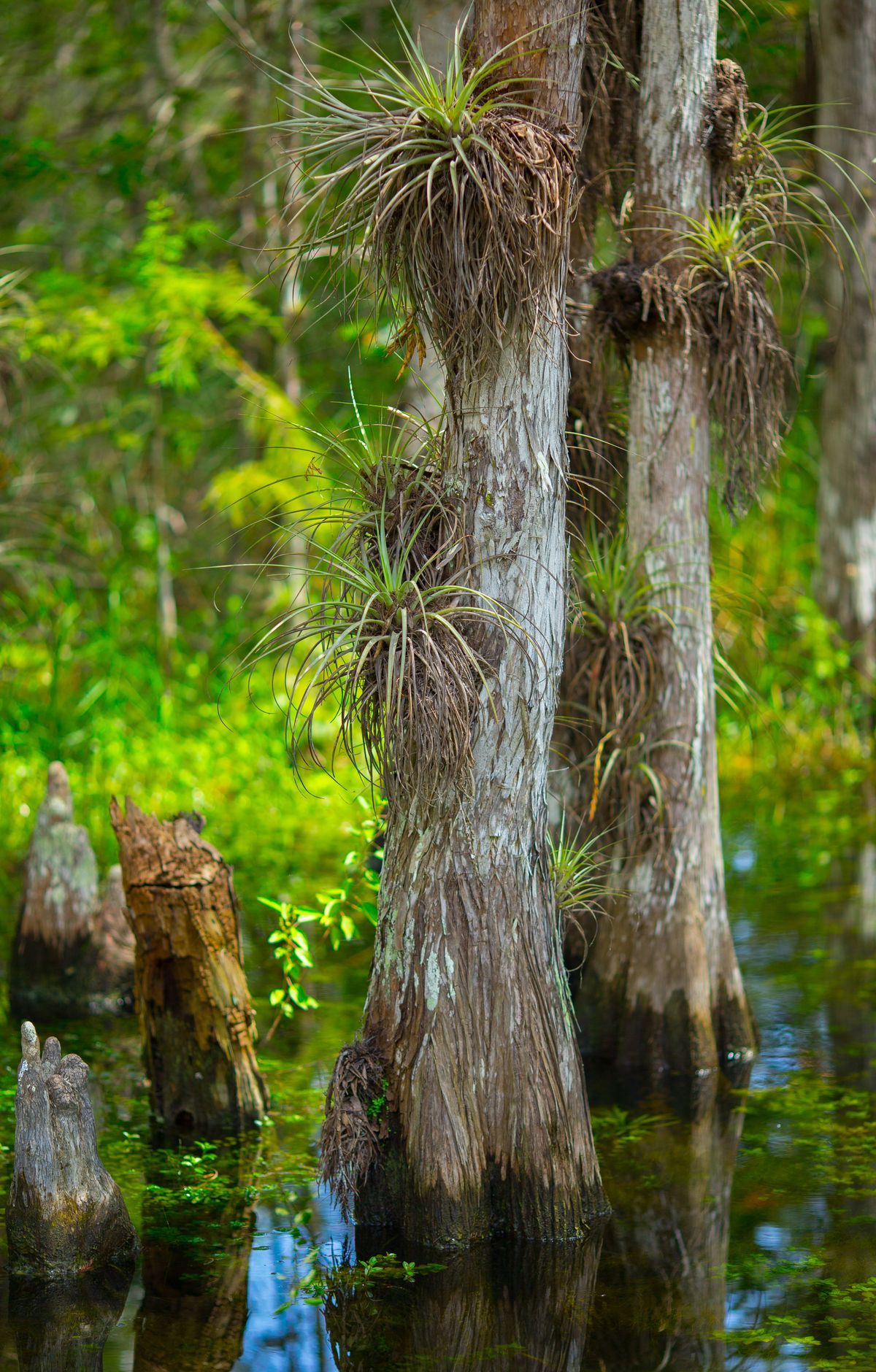 Everglades - Gallery thumbnail 3