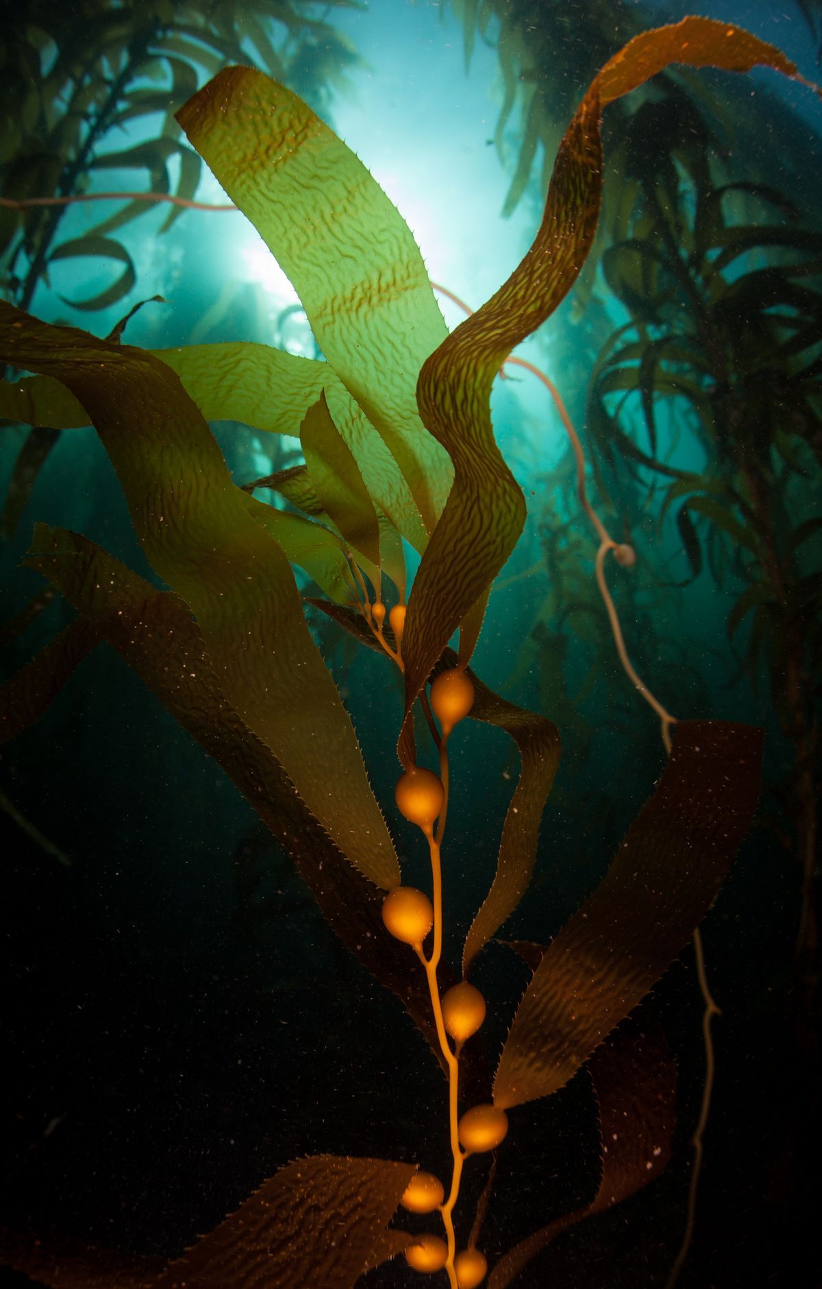 Channel Islands - Gallery thumbnail 4