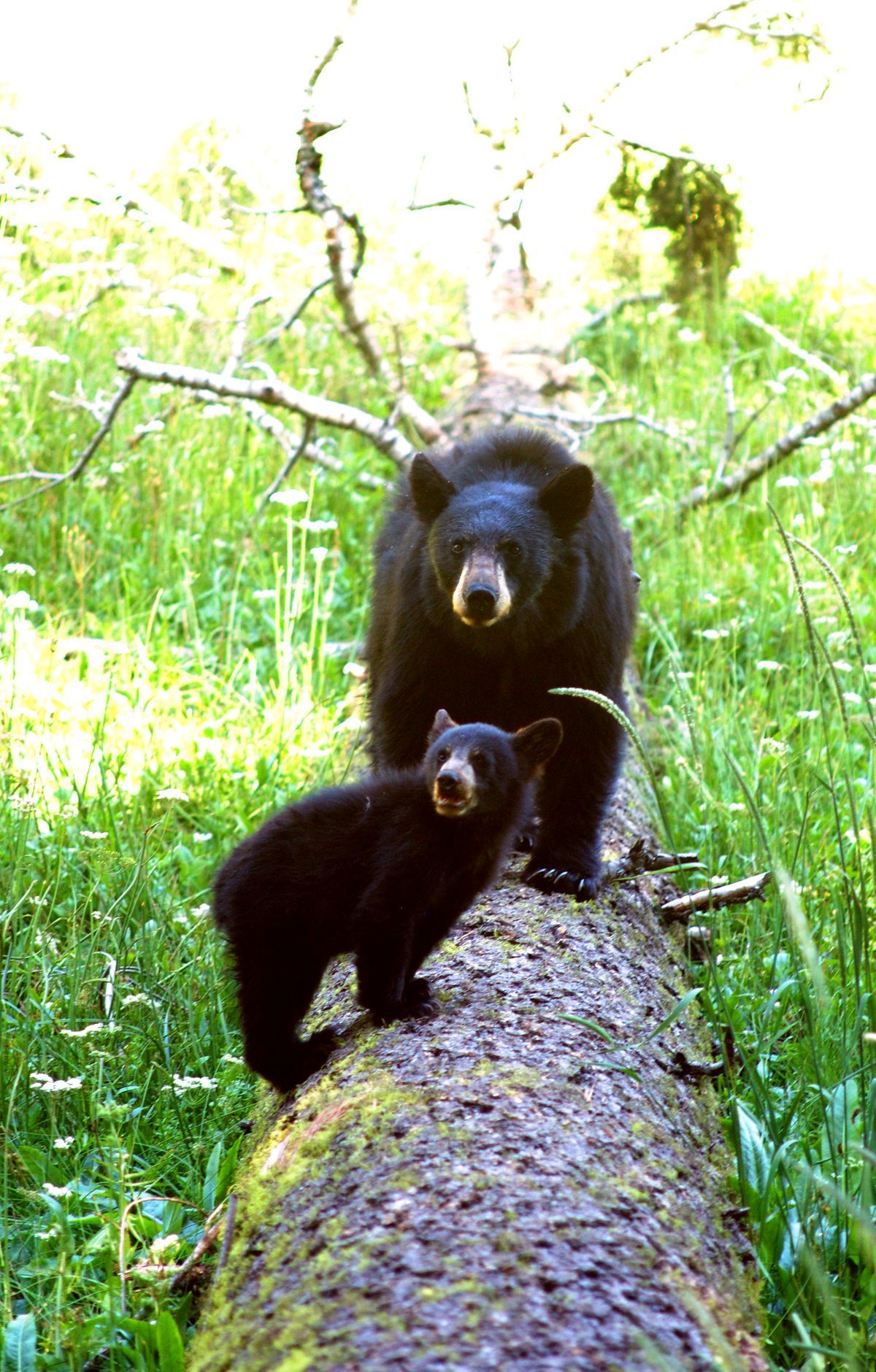 Sequoia & Kings Canyon - Gallery thumbnail 8