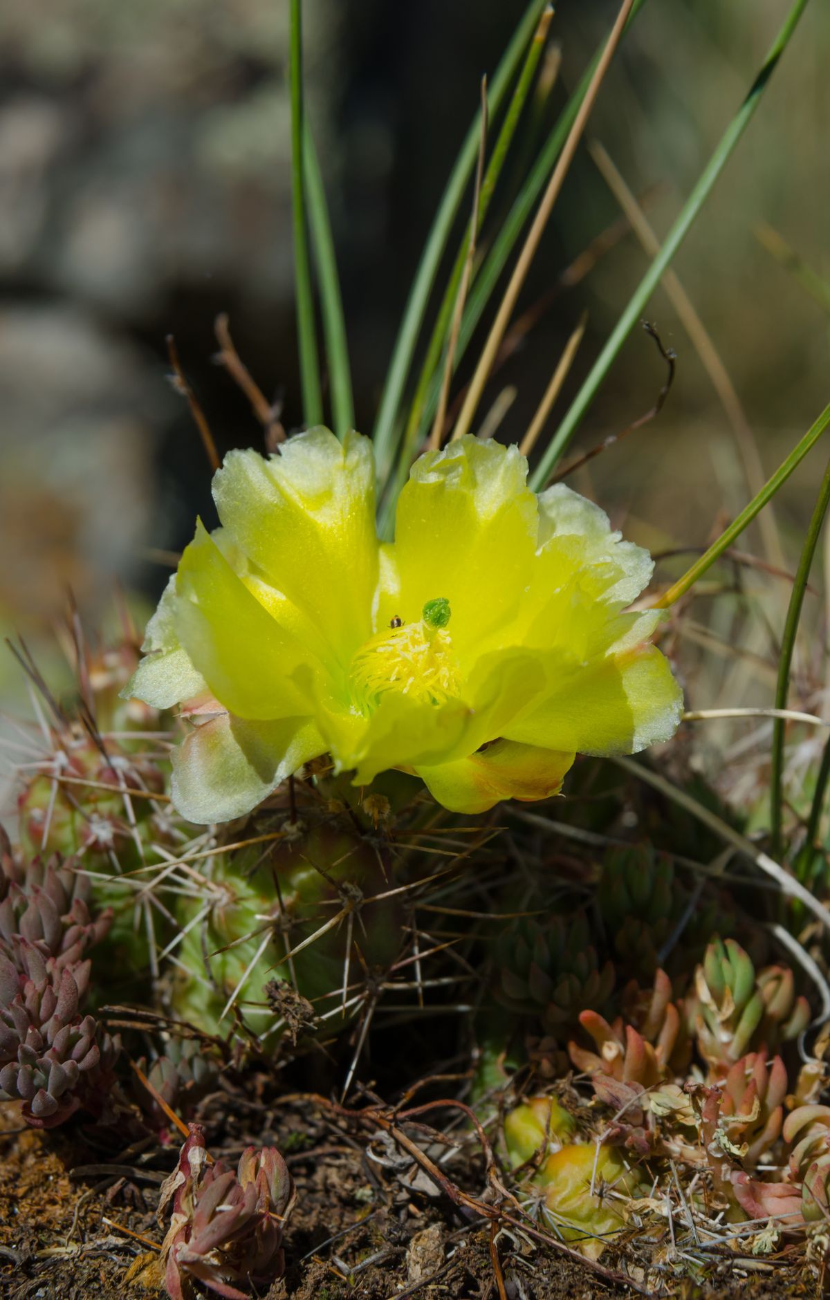 Black Canyon Of The Gunnison - Gallery thumbnail 3