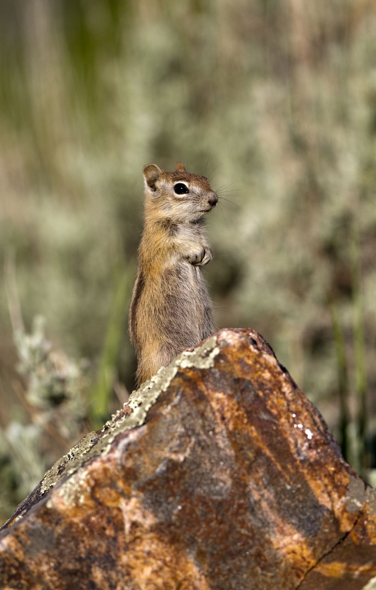 Black Canyon Of The Gunnison - Gallery thumbnail 5