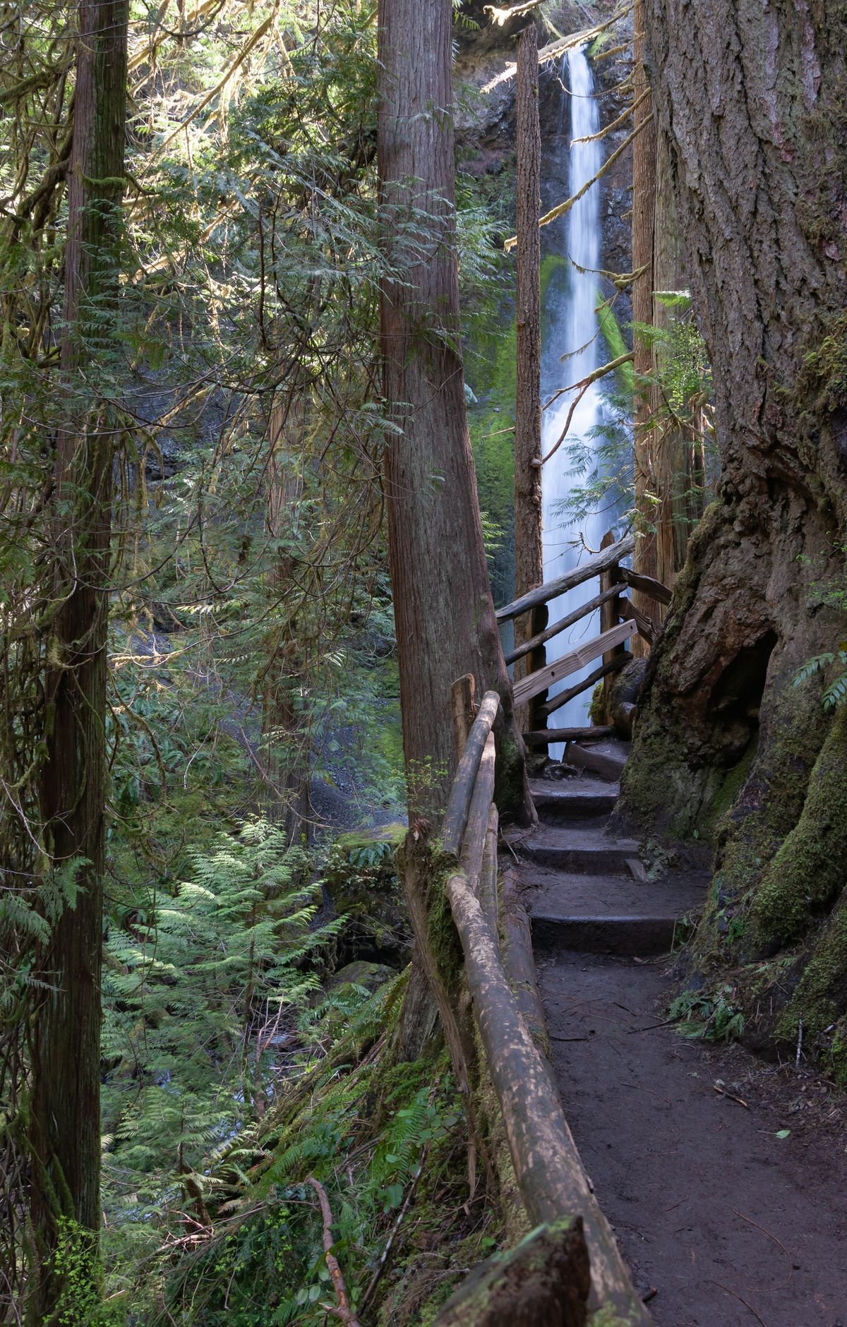 Marymere Falls Trail, Olympic National Park
