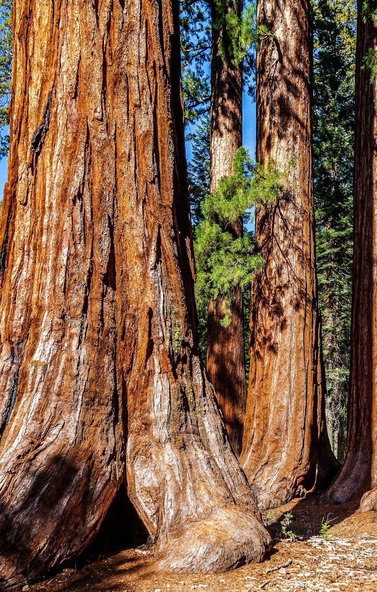 Mariposa Grove Trail, Yosemite National Park
