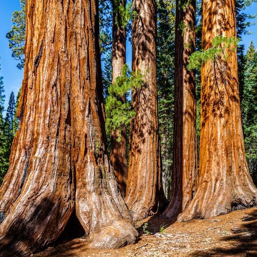 Mariposa Grove Trail