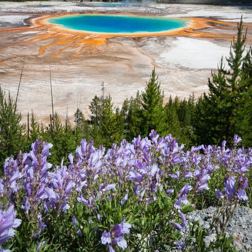 Mammoth Hot Springs