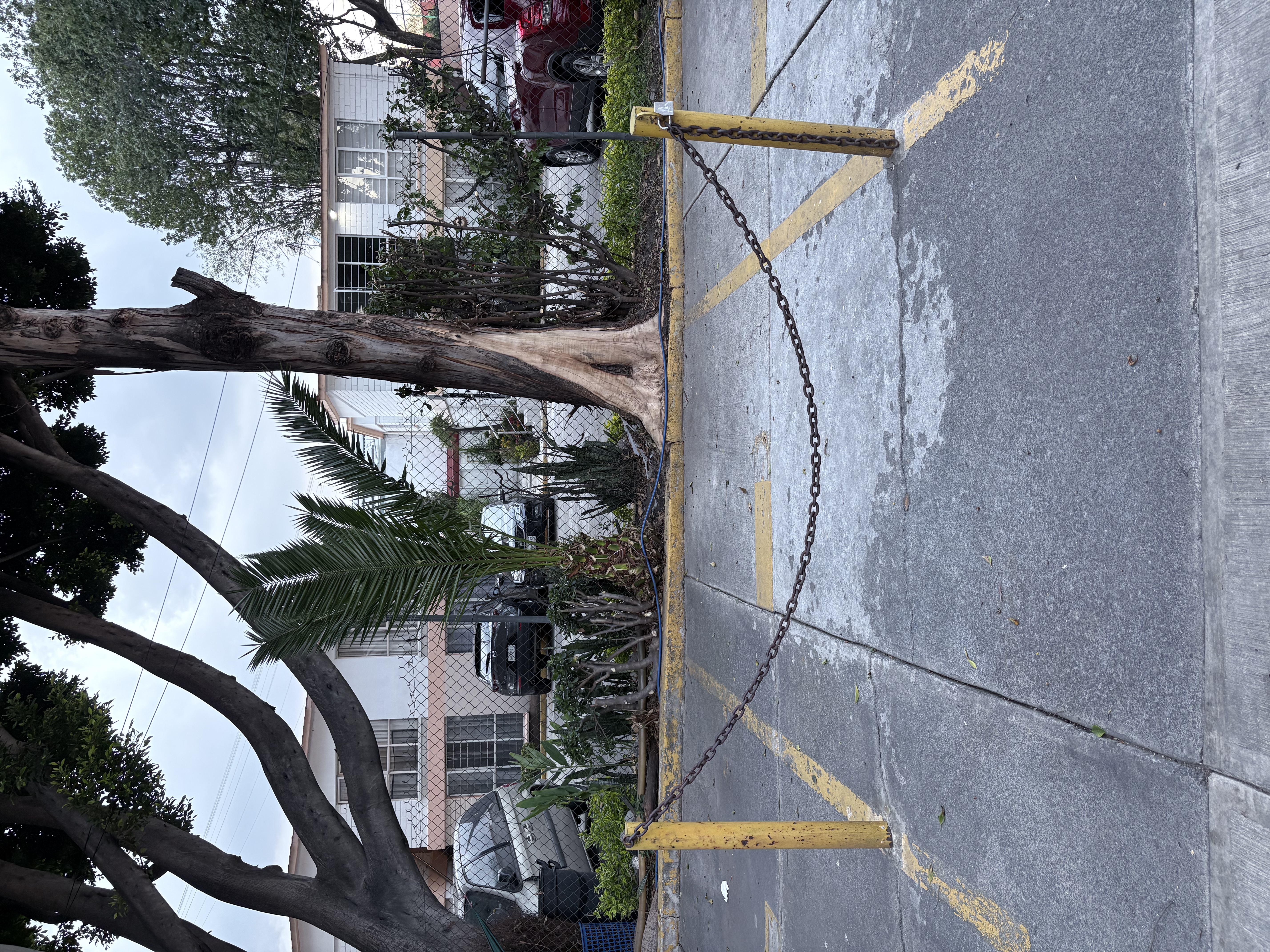 Avenida Sauzales, Coapa