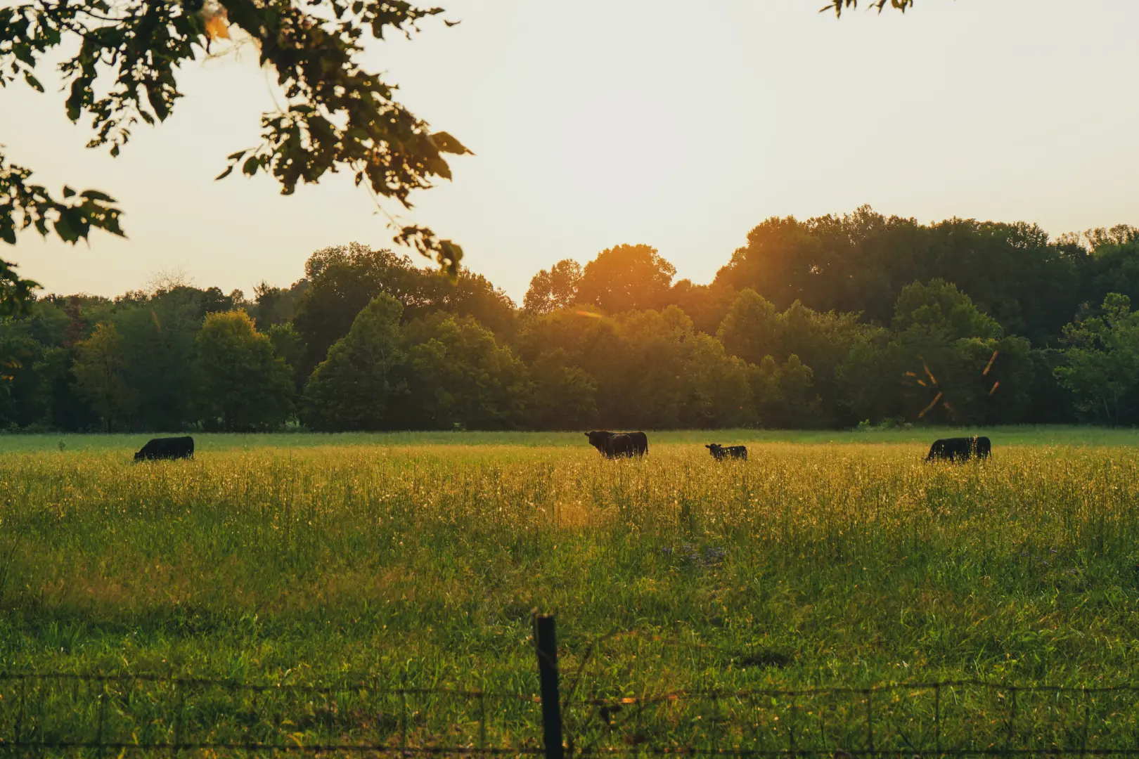 Open Field