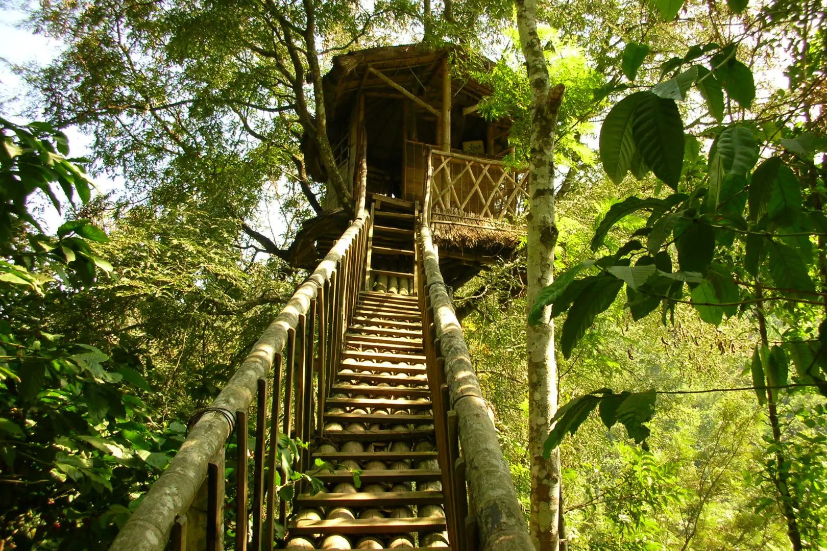 Treehouse