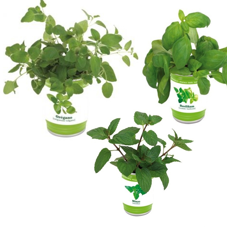 0901011 ghivece promotionale cu seminte incluse