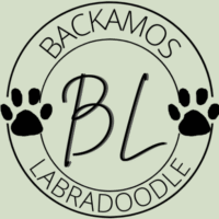 Backamos Labradoodle