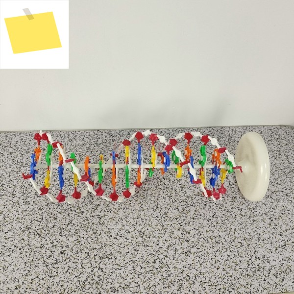 분자 기기 DNA 이중 나선 구조 모델 고등학교 교육 보조 제품 이미지