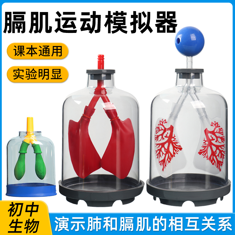 폐호흡 모형 횡격막 운동 시뮬레이터 실험재료 키트 인체 폐가스 교환 중학교 생물 실험장비 폐환기 작동원리 시연 교육보조기구 제작세트 제품 이미지