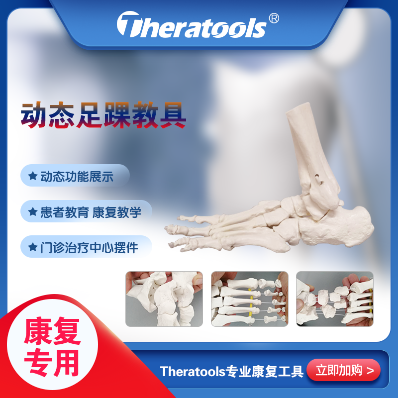 모바일 발 수술 정형외과 재활 교육을 위한 Theratools Medical Dynamic Foot Ankle and Joint Anatomy Model 제품 이미지