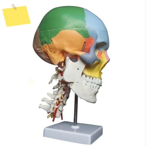 색상이 있는 기능성 두개골 경추 및 신경 해부학적 교육용 모델, 자연적인 실물 크기 제품 이미지