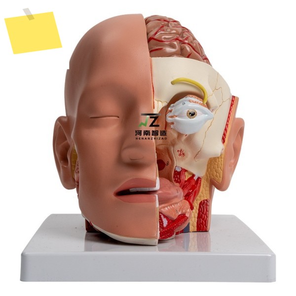 인간 머리 구조 뇌 해부학 모델, 분해 및 조립, 뇌줄기 두개골 신경 비강 훈련 제품 이미지