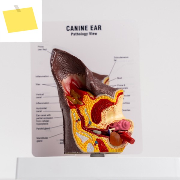 Medical Science Dog Ear Pathology model Canine Anatomical 제품 이미지
