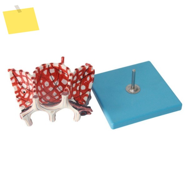 High Quality Alveolar Enlargement Model Manikin Factory Direct Sales Teaching Resources 제품 이미지