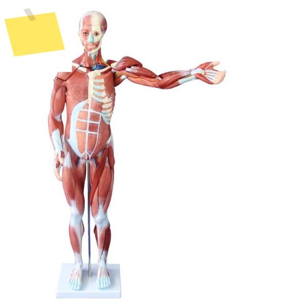 인체 병원 해부학 근육 모델, 남성 27 개 부품, 80cm 제품 이미지