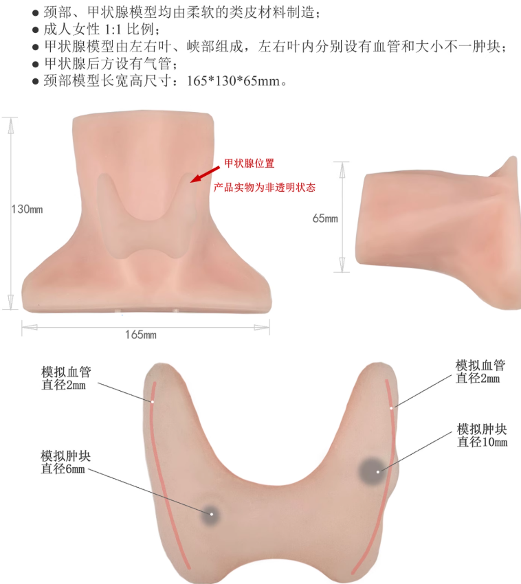 갑상선 초음파 훈련 모델 병변 진단 시뮬레이션 의대생 내과 전문의 제품 이미지