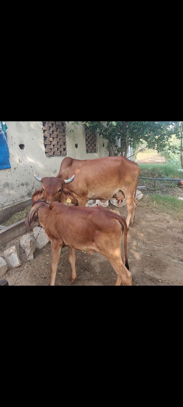 Cow