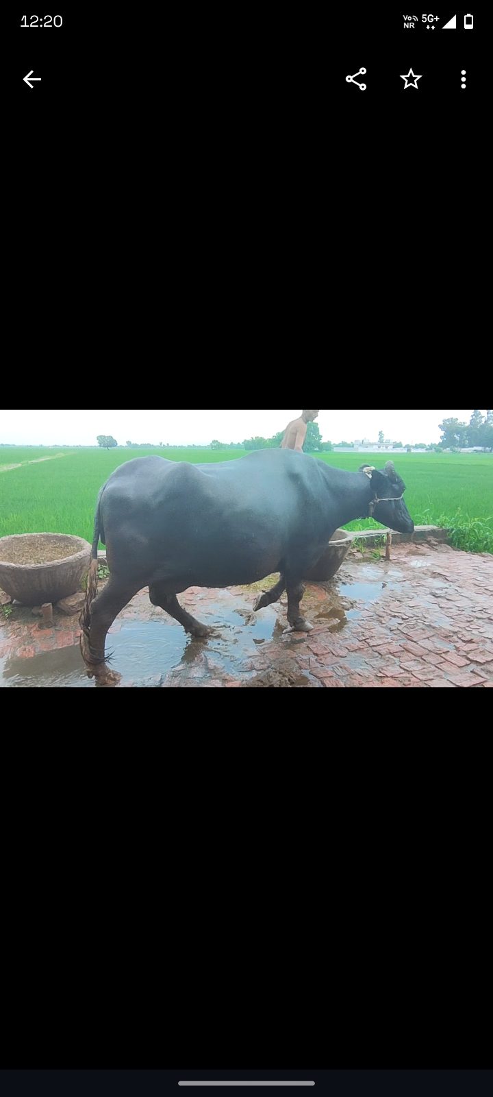 Pritesh yadav ,Palpur Saidupur Chakia chandauli