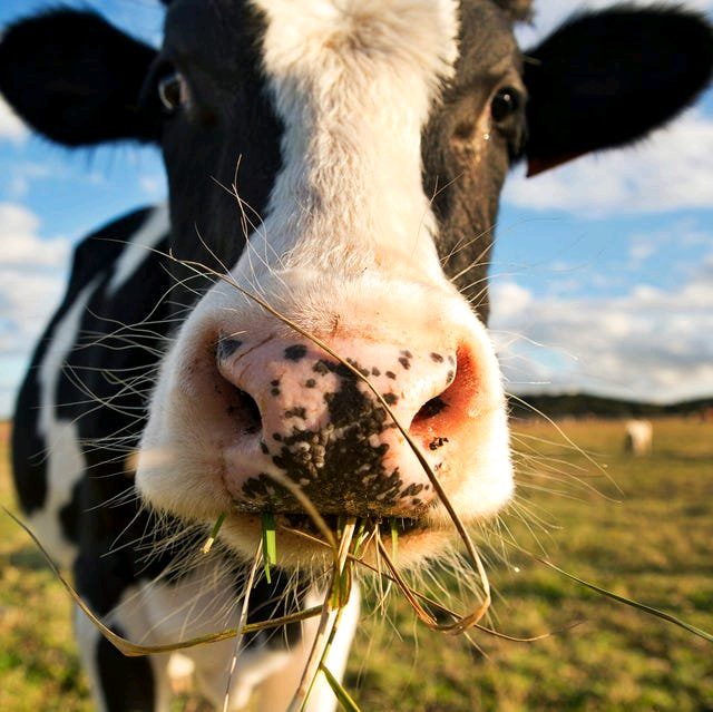 A cow