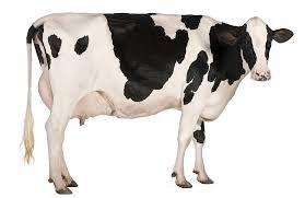 jersy Cow for Sale