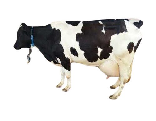 HF cow for sale