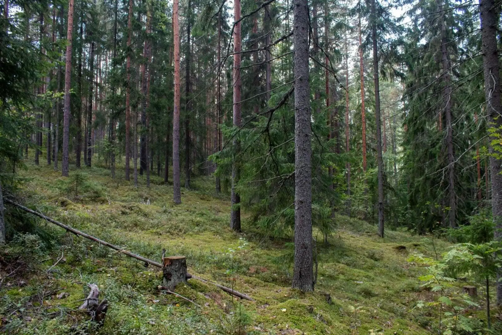 Bain de forêt, pour vivre l'intime du printemps !