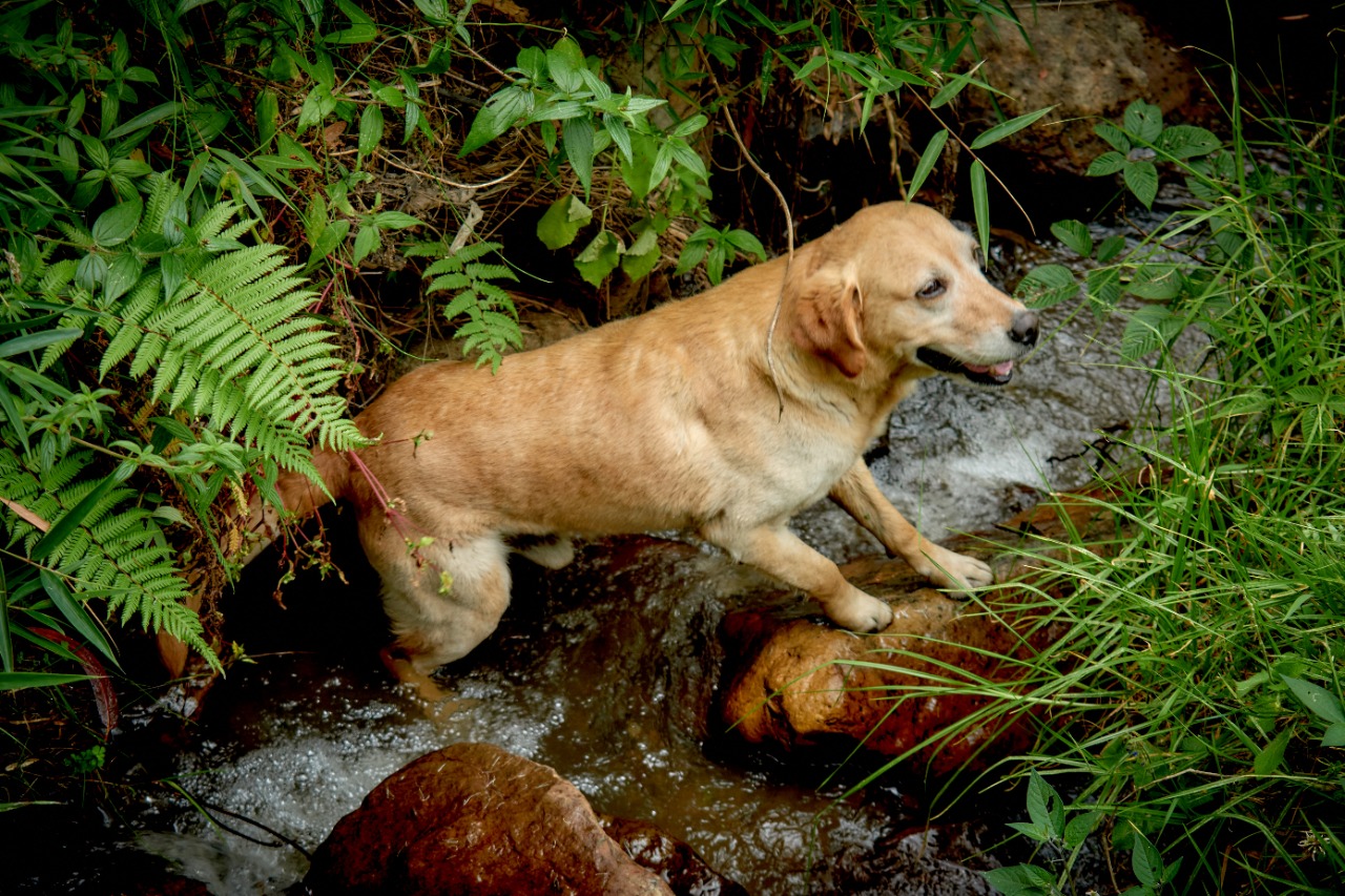 Chisacá- Ruralidad Mascotas