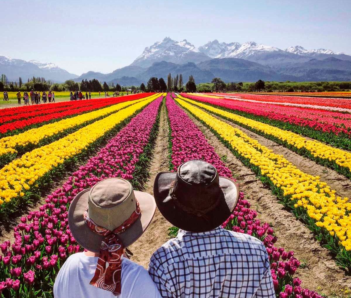 Campo de Tulipanes en Trevelin: El milagro de color que estalla al pie de la Cordillera — Patagonia