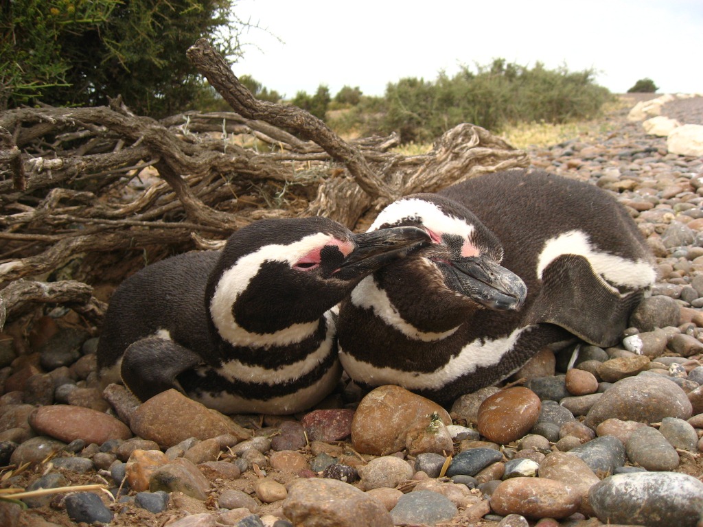 Pinguinera Punta Tombo: Un viaje al corazón de la naturaleza más salvaje del planeta — Patagonia