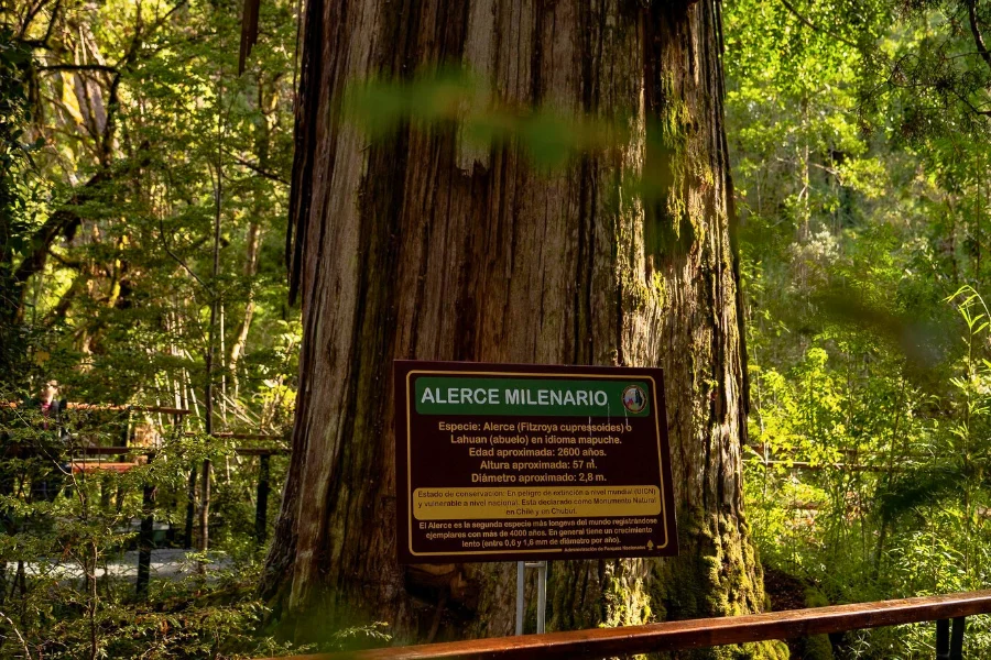 Parque Nacional Los Alerces: El santuario de los gigantes milenarios — Patagonia